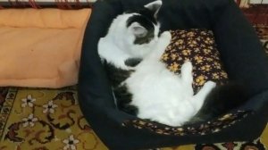 Домик-диван для кошки ?своими руками