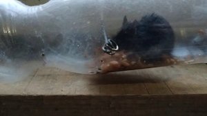 Гуманная простейшая мышеловка своими руками ?