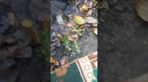 Снятие обводной муфты компрессора Гранд Старекс