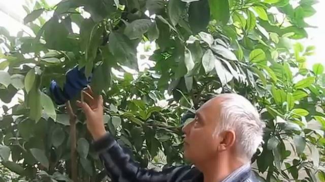 Апельсин смотреть онлайн