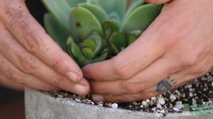 Jumbo Hypertufa Succulent Arrangement