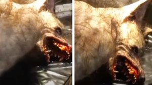 Поймали Оборотня