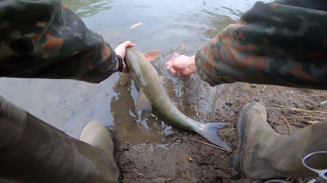 🐟Риболов на распер и бяла риба на р. Марица / Asp and Zander fishing on Maritza river🤩 смотреть онлайн
