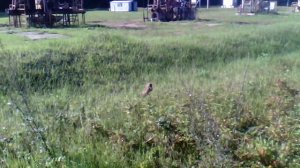 канюк на охоте