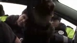 51   КАК НАДО РАЗГОВАРИВАТЬ С ГАИШНИКАМИ    1 СЕРИЯ