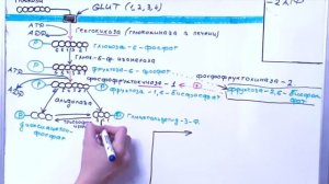 ГЛИКОЛИЗ: Что, зачем и почему? // Биохимия простыми словами