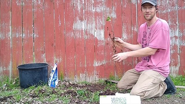 Gooseberry or Ribes uve-crispa смотреть онлайн