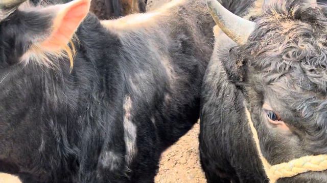 QUM TEPA  BOZORI KATA VA KICHIK. BUQALAR NARHLARI 22,02,2024 .