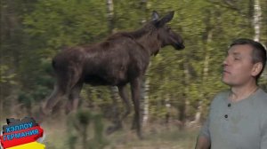 ВСЁ О ГЕРМАНИИ (ГЕОГРАФИЧЕСКОЕ ПОЛОЖЕНИЕ, КЛИМАТ, ФЛОРА И ФАУНА)