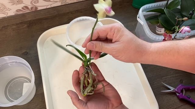 корни орхидеи ГОТОВЛЮ для ПЕРВОЙ СТИМУЛЯЦИИ домашним тоником для орхидей смотреть онлайн