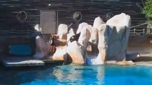 Зоологический парк Амневиль( Zoo d Amnéville )