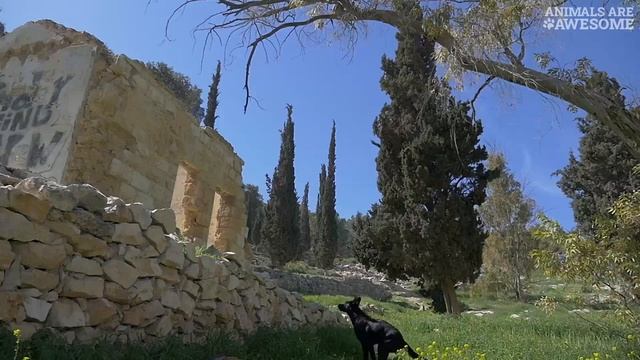 Немецкая Овчарка. Черная Немецкая Овчарка - Невероятная Собака/Black German Shepherd, Amazing Dog!!