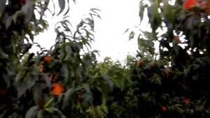 персик ифтихор