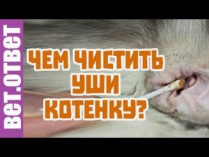 Чем почистить уши котенку? Какой корм выбрать?