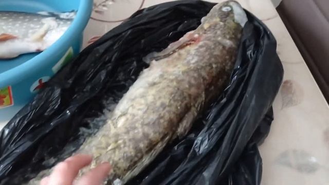 Сибирь//Обзор покупочек//Закладка?//Купила налима и жарю щуку на ужин смотреть онлайн