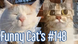 Смешные коты #148