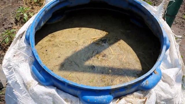 Гумат калия и коровяк для подкормки винограда.