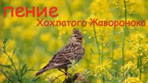 Хозяин полей поет !!! Beautiful birdsong !