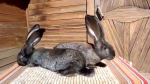 Кролики Ризен( Бельгийский великан, Фландер)