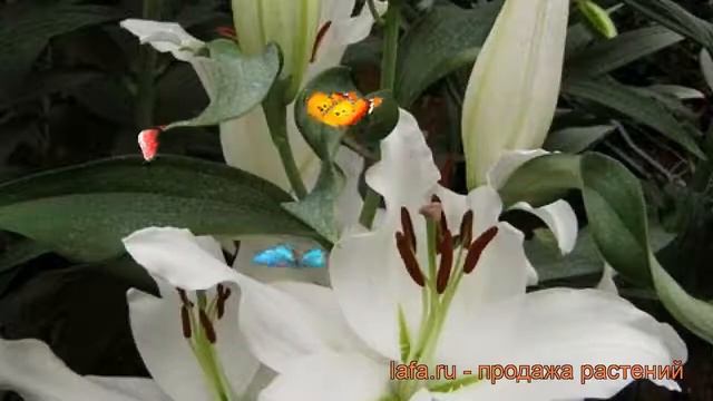 Лилия восточная Мазерс Чойс ? обзор: как сажать, луковицы лилии Мазерс Чойс смотреть онлайн
