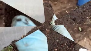 Обзор рассады огурцов. Высаживаем огурцы в теплицу и даем подкормку. Обработка гряд от вредителей.