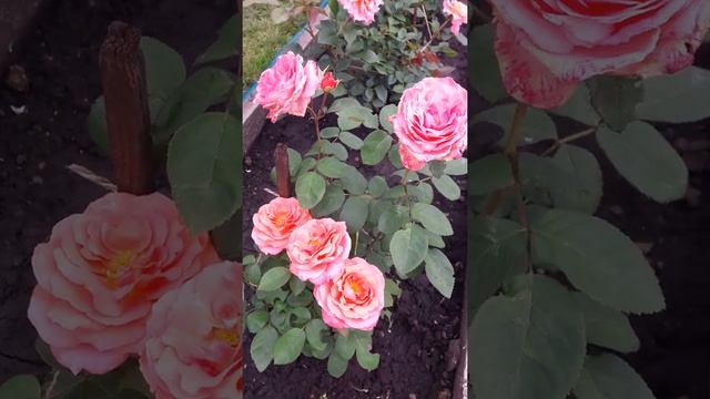 Мои розы и лилии цветут ?? смотреть онлайн