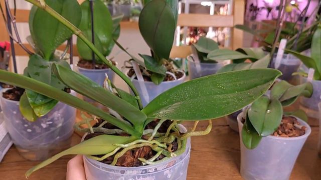 МУККАЛА ЗАЦВЕТАЕТ!!! МИТУ ТИГР В ПОЛНОМ РОСПУСКЕ, КОЛБА С ГРИН БЕТМЭН И ДРУГИЕ! смотреть онлайн