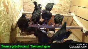Цыплята породы Масковская чёрная и Австралорп возраст 1,5 месяца.