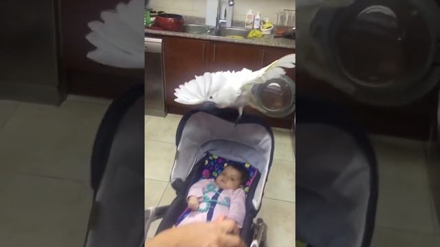 Попугай какаду танцует под колыбельную: cockatoo dancing смотреть онлайн
