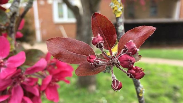 Crab apple (Malus 'Rudolph') - flower buds & young leaves - April 2019 смотреть онлайн