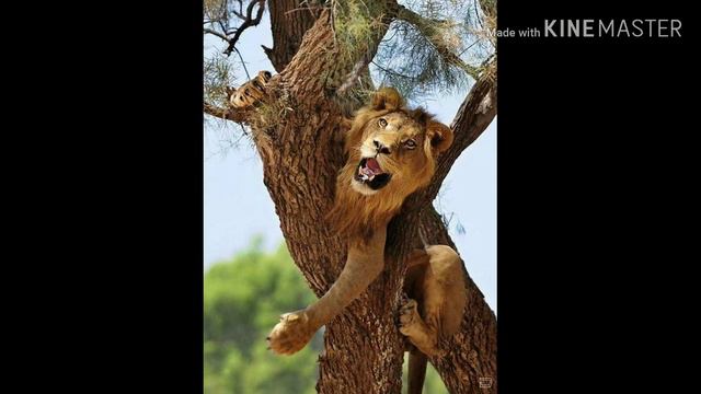 СМЕШНЫЕ ФОТКИ ДО СЛЁЗ КОТОРЫЕ ТЫ ХОТЕЛ ПОВИДАТЬ (ЗВЕРЬ)! смотреть онлайн