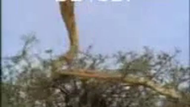 Хайвонатлар смотреть онлайн