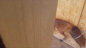 Новый Вольер для Лисы на даче, застилаем двор плиткой, Строим вместе. / MIKI THE FOX