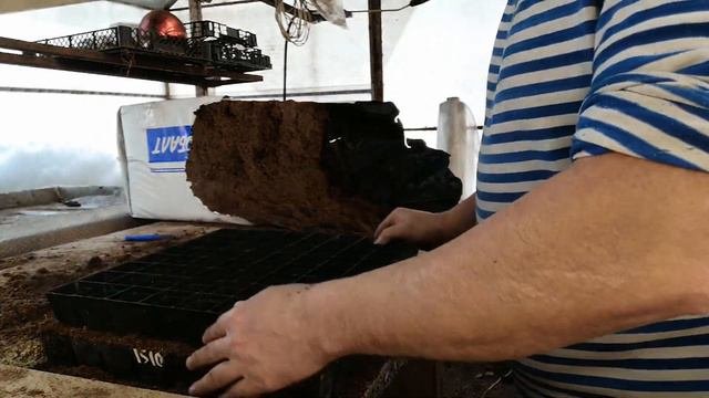 САМЫЙ ЛЕГКИЙ СПОСОБ ПИКИРОВКИ ПЕТУНИИ//ПИКИРОВКА БЕЗ ПОТЕРЬ
