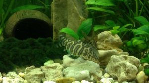 Боция мраморная/Botia lohachata