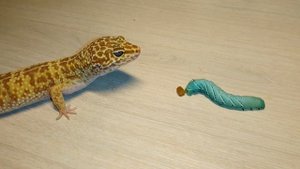 Витамины, кальций и влажная камера. Содержание эублефара.