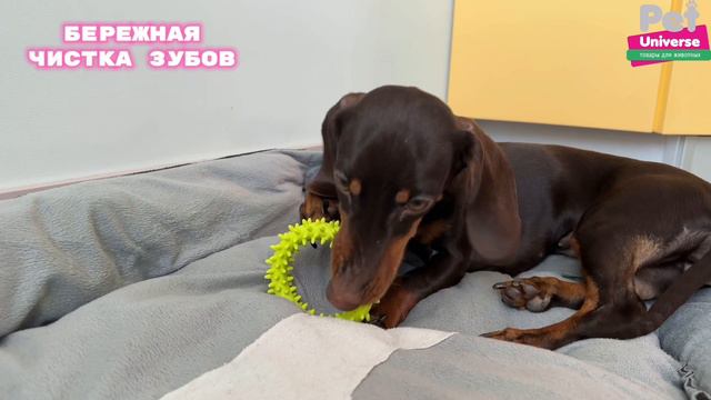 PU3063PK Игрушка для собак Pet Universe колечеко с шипами диаметр 9 см смотреть онлайн