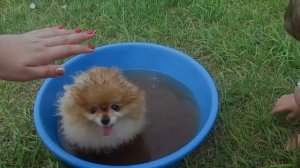 Как кормить , купать , расчесывать и приучить к туалету собаку Шпиц // просто и легко // Жена КЛ ТВ