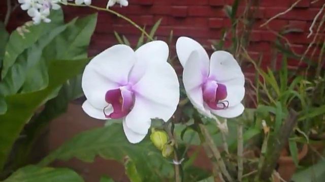 Sri  Lanka,ශ්රී ලංකා,Ceylon,Orchid,Royal Botanical Gardens,Peradeniya,Kandy смотреть онлайн