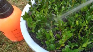 Черенкование самшита.