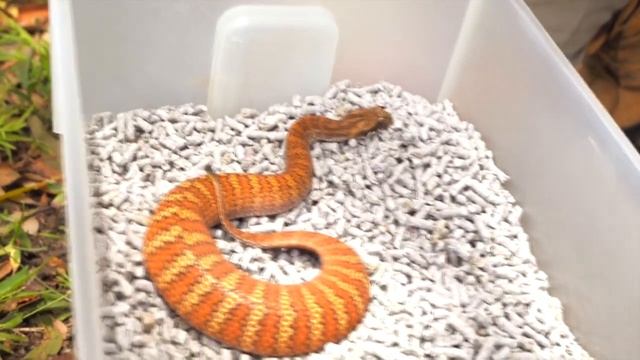 Шумящая гадюка! Тихий убийца, который нападает без предупреждения! смотреть онлайн