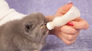Как выкормить котенка без кошки в домашних условиях — средства и процесс