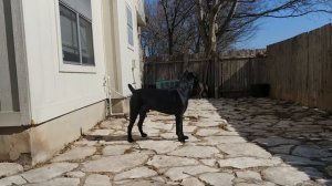 Cane Corso protecting his owner