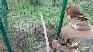 Вольер для ВЕО своими руками//дом для собаки// строим, мастером, творим