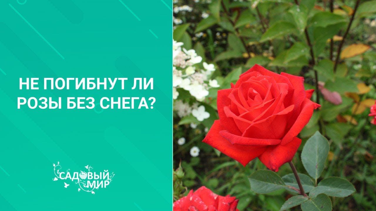 Не погибнут ли розы без снега смотреть онлайн