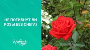 Не погибнут ли розы без снега