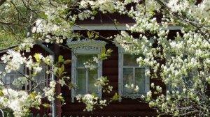 Зацвели саратовские вишни
