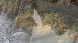 "ПОЛЫНЬ-ТРАВА". ПЕСНЯ О ЖИЗНИ И ЛЮБВИ!