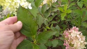 ЦВЕТЕНИЕ РОЗ ПЕРВОГОДОК.Рококо Рококо Лавли.