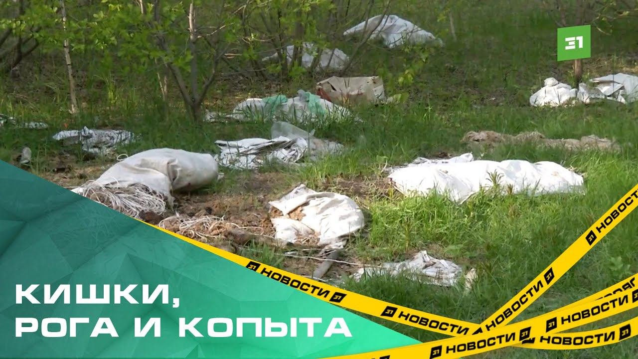 В Сосновском районе обнаружили кладбище домашних животных